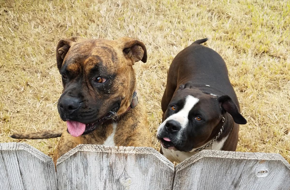 Image of 2 dogs together, Found Dog
