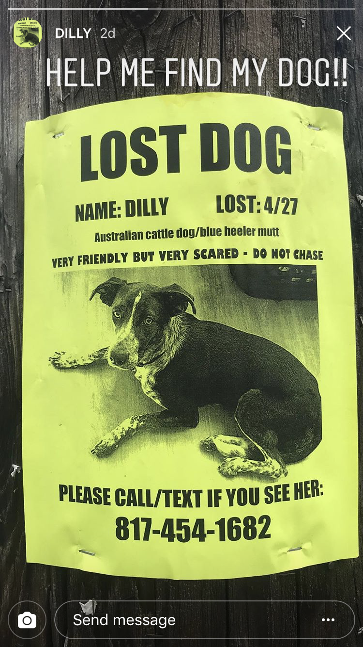 Image of Dilly, Lost Dog