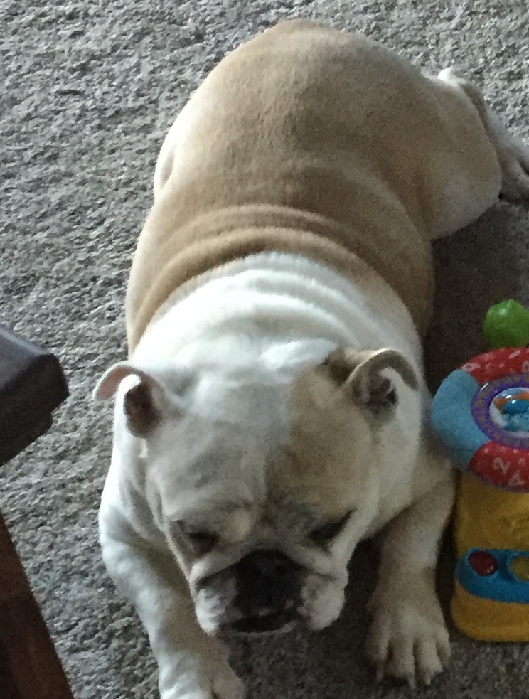 Lost Dog English Bulldog in BIRDSBORO PA - Lost My Doggie