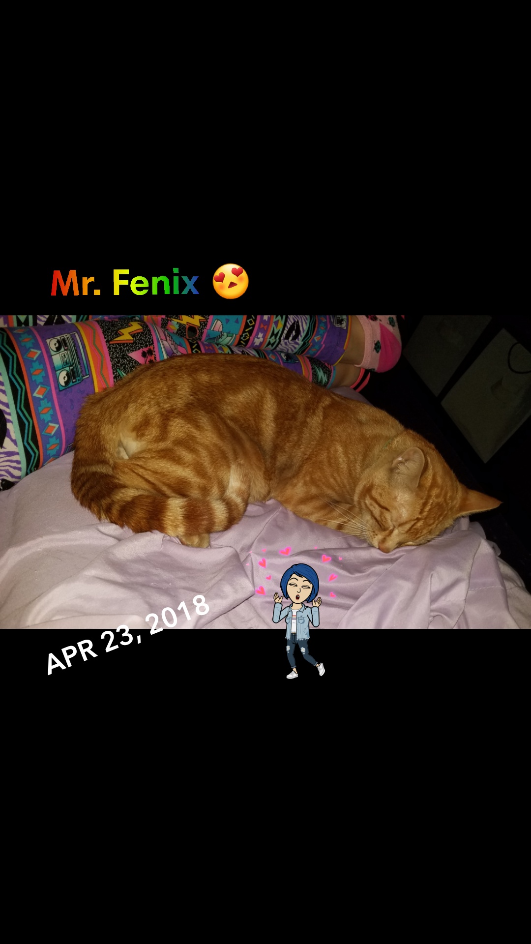 Image of Mr. Fenix, Lost Cat