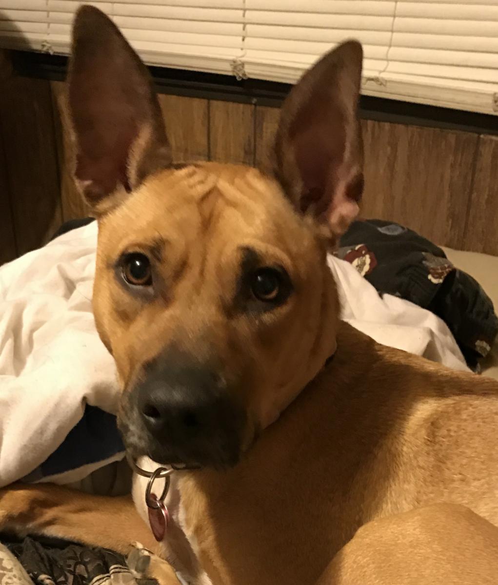 Image of Shelby, Lost Dog