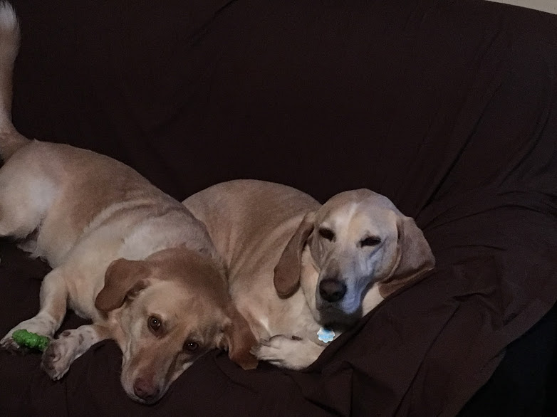 Image of Buddy and Henry, Lost Dog