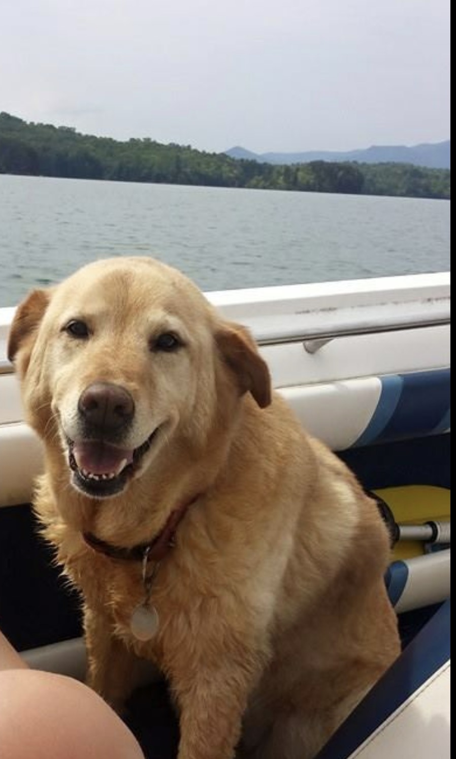 Lost Dog Golden Retriever in FRANKLIN, NC - Lost My Doggie