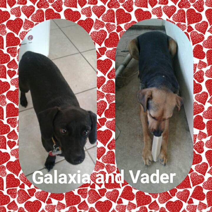 Image of Galaxia and Vader, Lost Dog