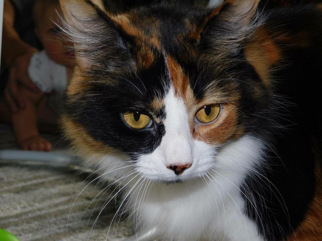 Image of Aria, Lost Cat