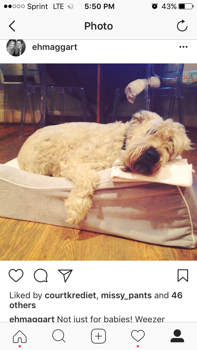 Image of Weezie, Lost Dog