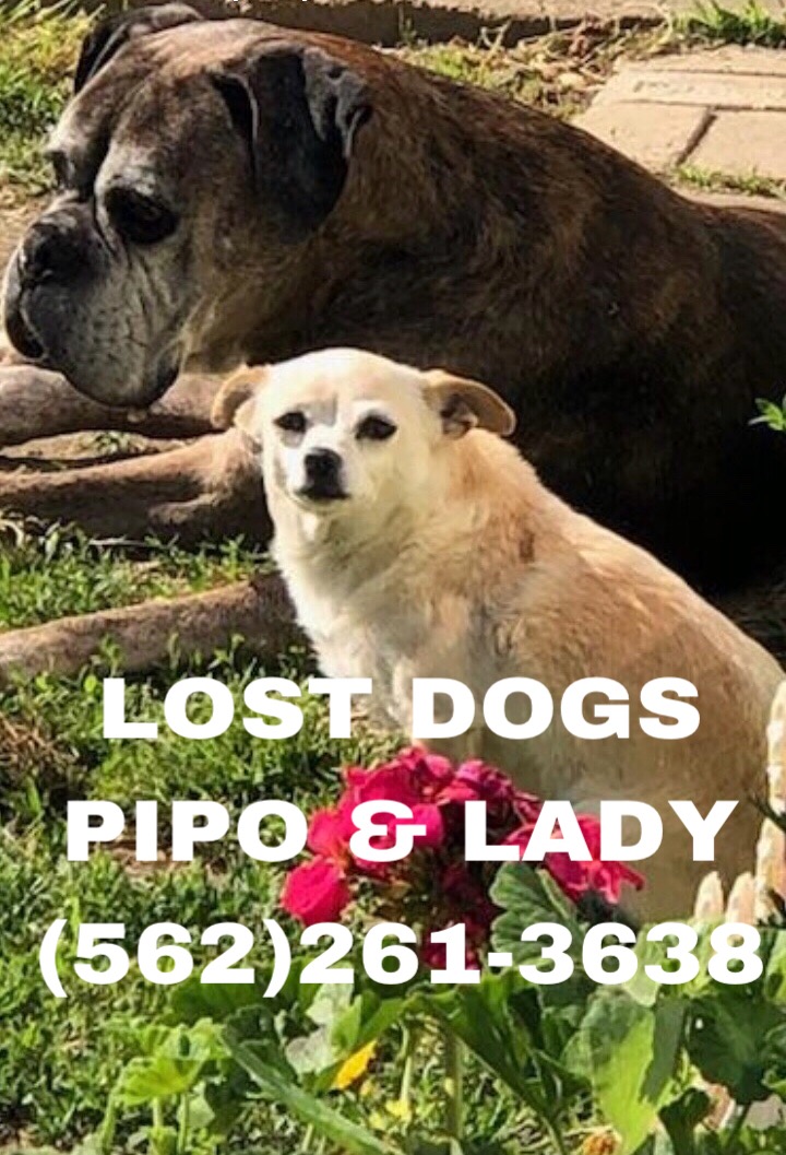 Image of Pipo, Lost Dog