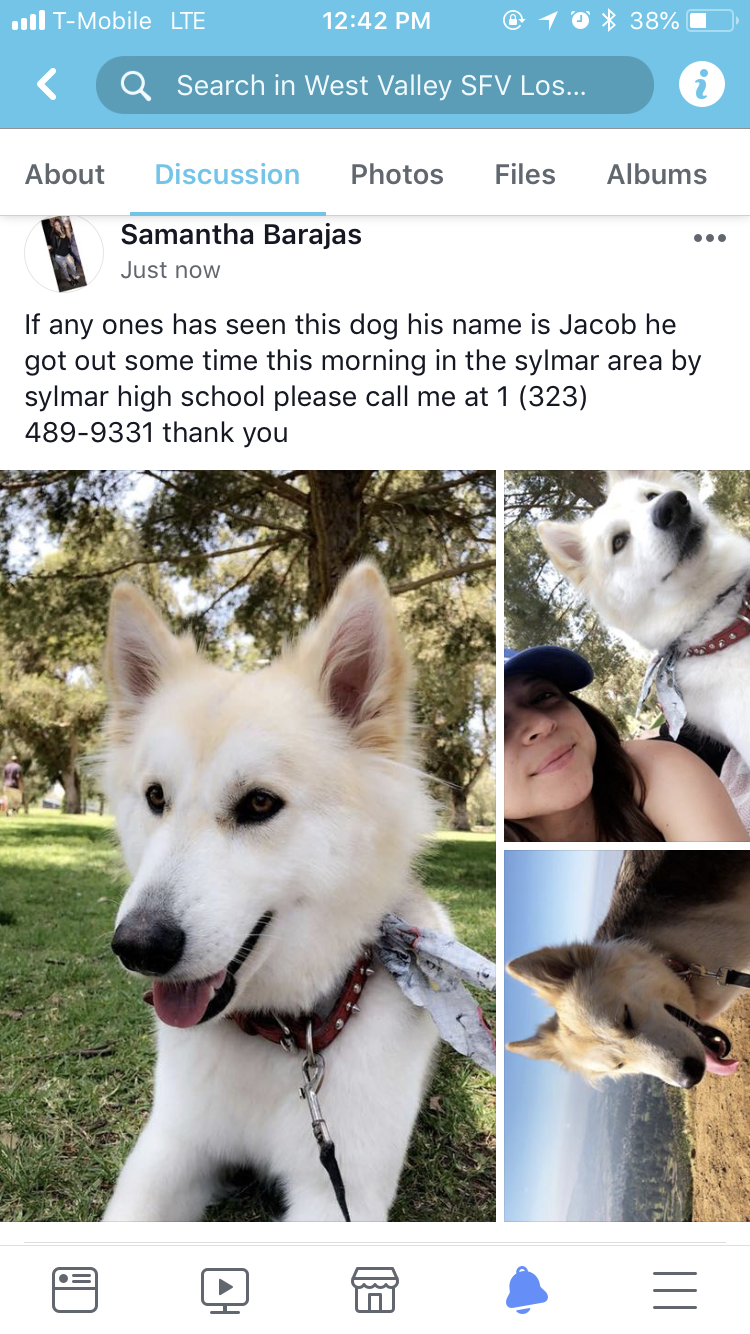 Image of Jacob, Lost Dog
