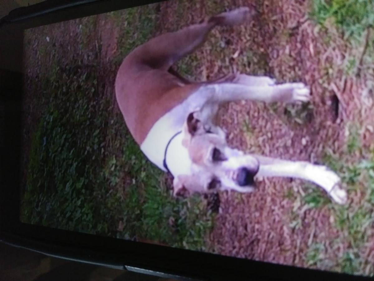 Image of Susie Q., Lost Dog