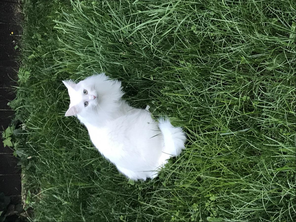 Image of Marshmallow, Lost Cat