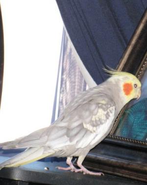 Image of Max aka Pretty Bird, Lost Bird