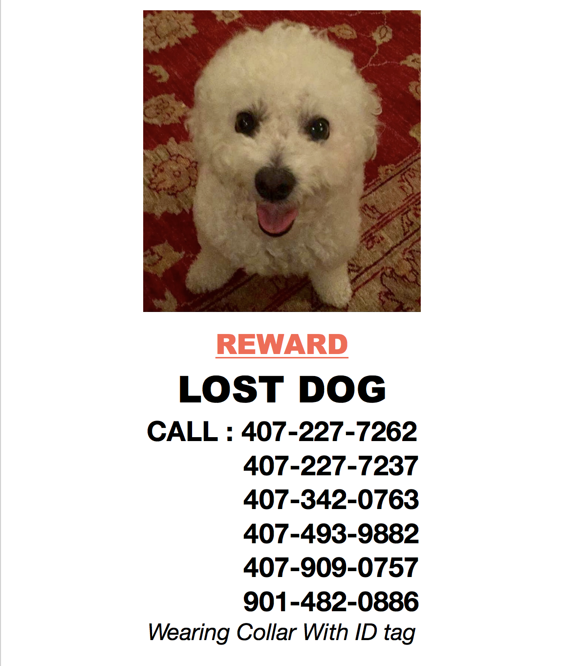 Image of Jolly, Lost Dog