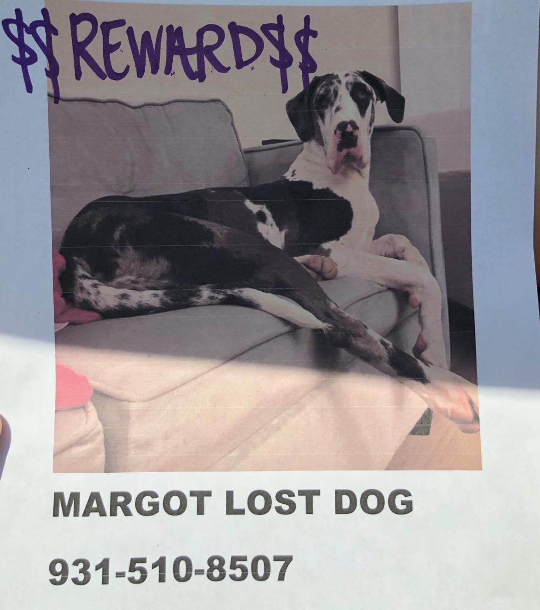 Image of Margo, Lost Dog