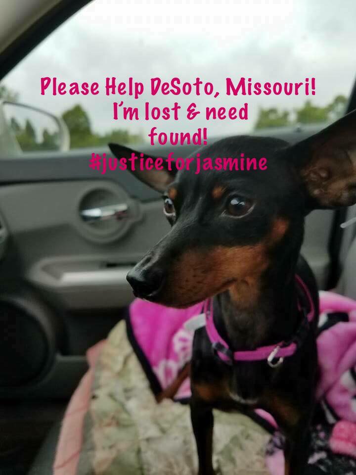 Image of Jasmine, Lost Dog