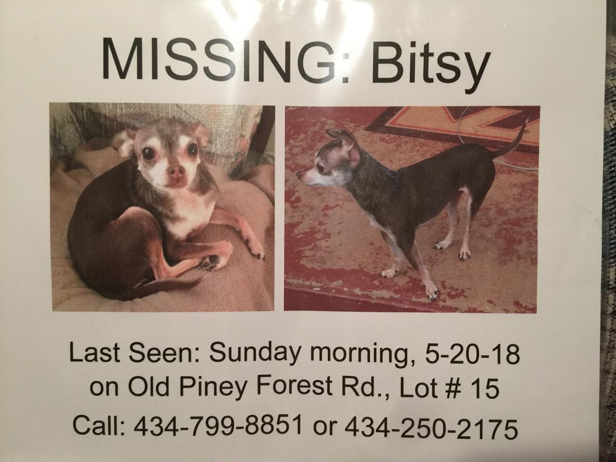 Image of Bitsy, Lost Dog