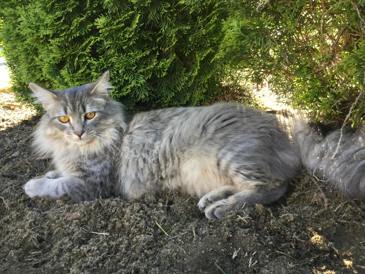 Image of Belley, Lost Cat