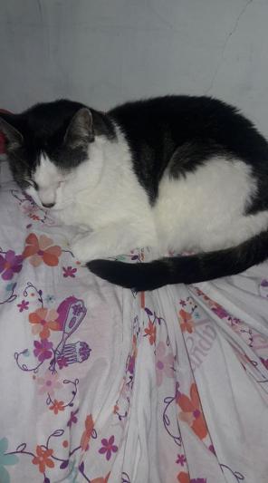 Image of elly, Lost Cat