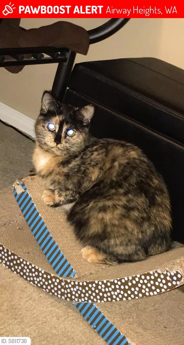 Image of Khloe, Lost Cat