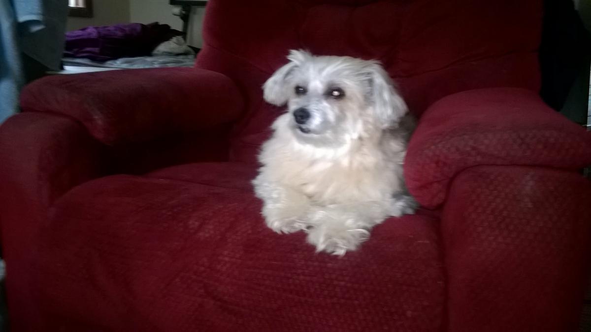 Image of CeeCee, Lost Dog