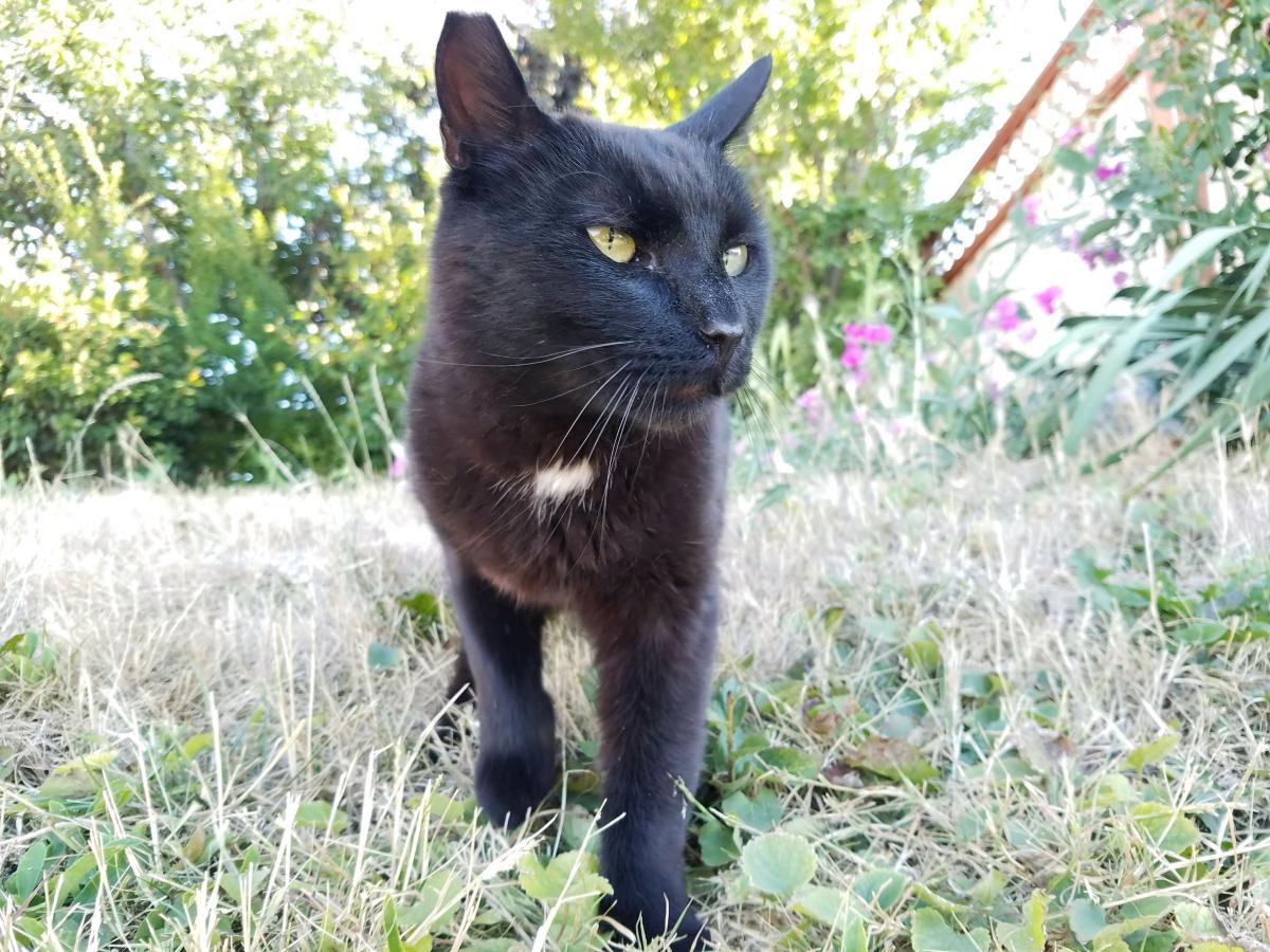 Image of Boyd, Lost Cat