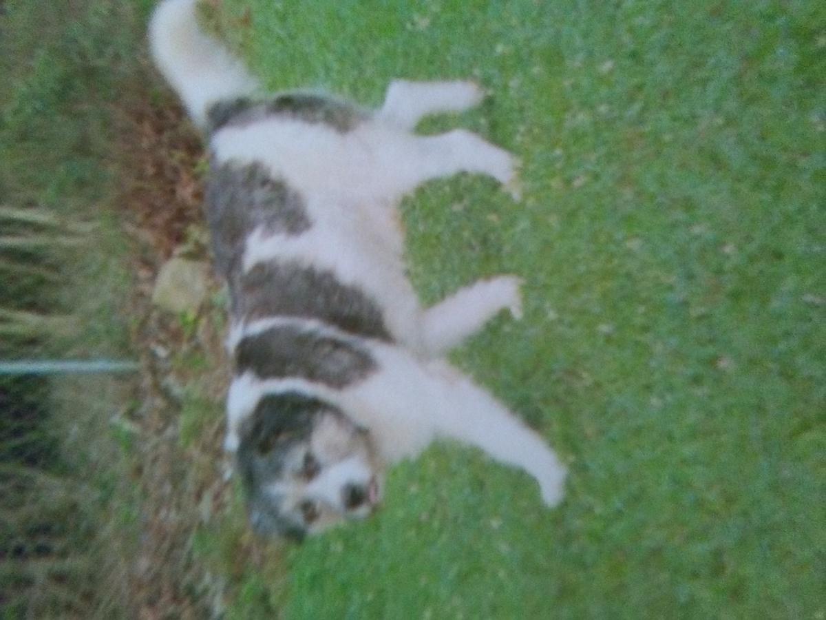 Image of Shady, Lost Dog