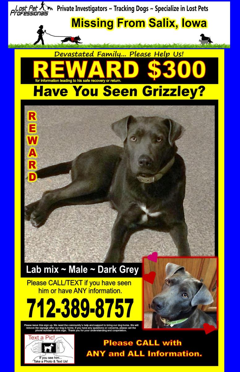 Image of Grizzley, Lost Dog