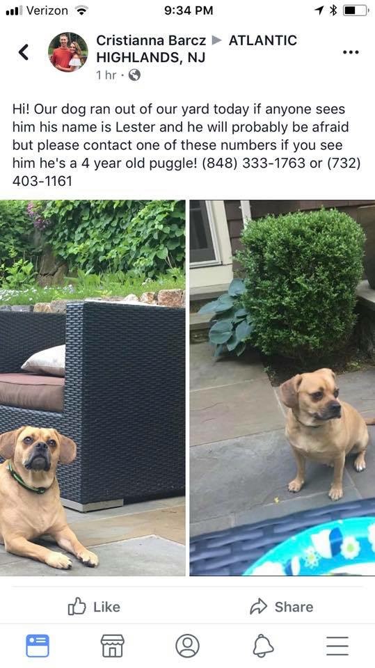 Image of Lester, Lost Dog