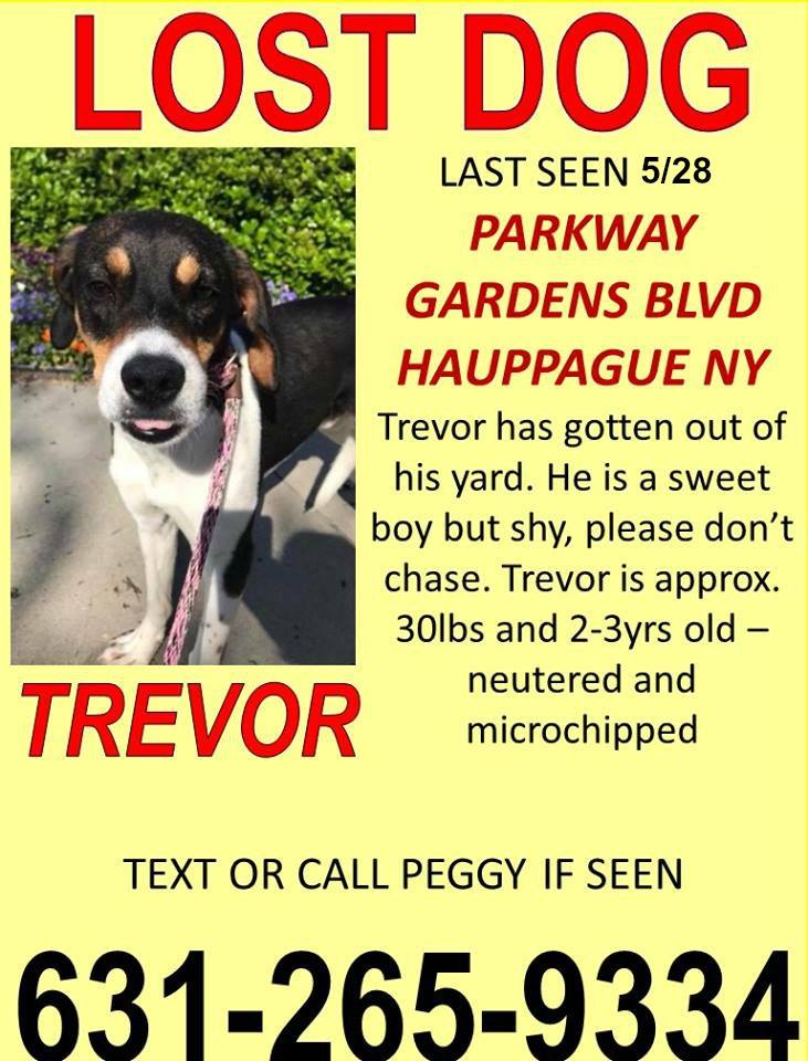 Image of TREVOR, Lost Dog