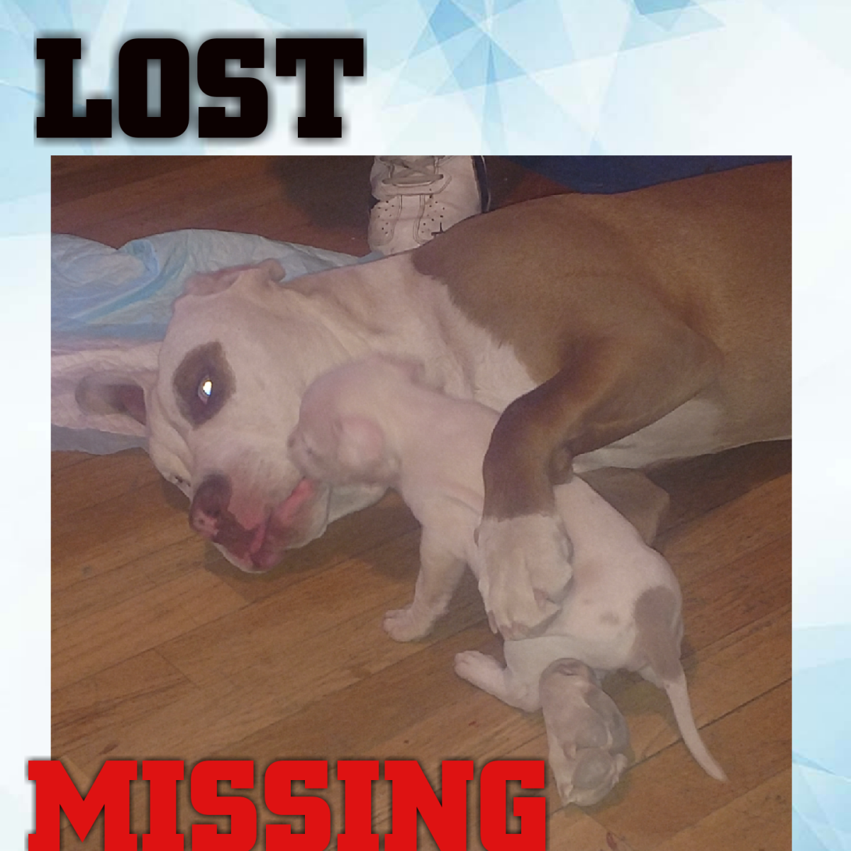 Image of Issue and buster, Lost Dog