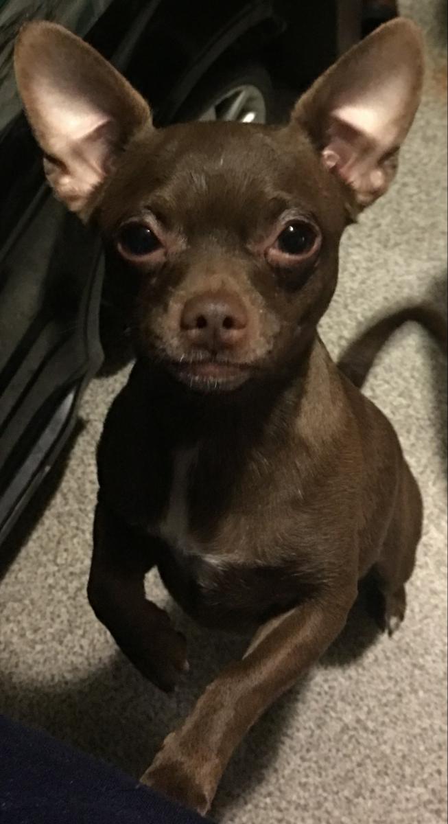 Image of Pee Wee, Lost Dog