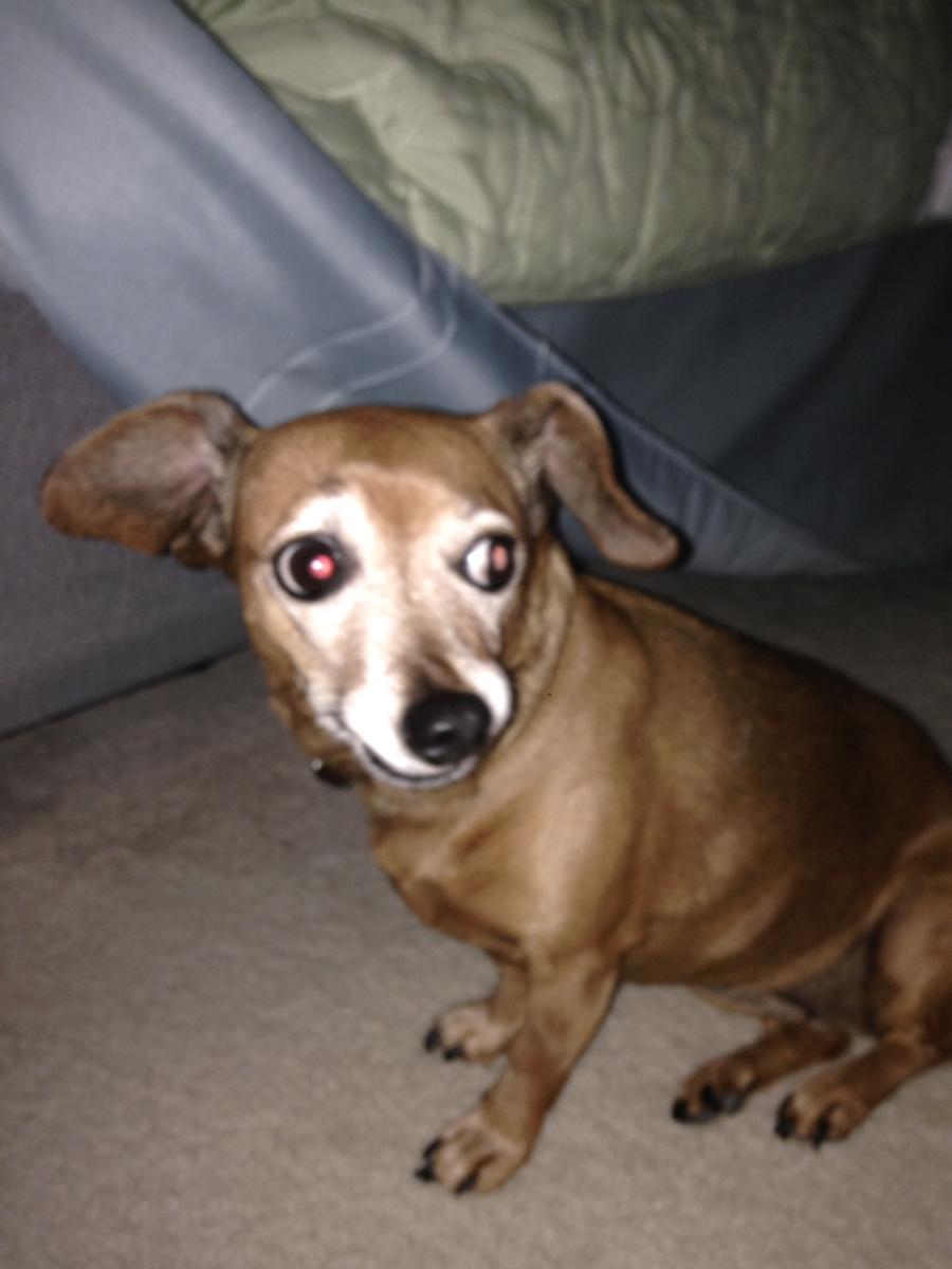 Image of Lexie, Lost Dog