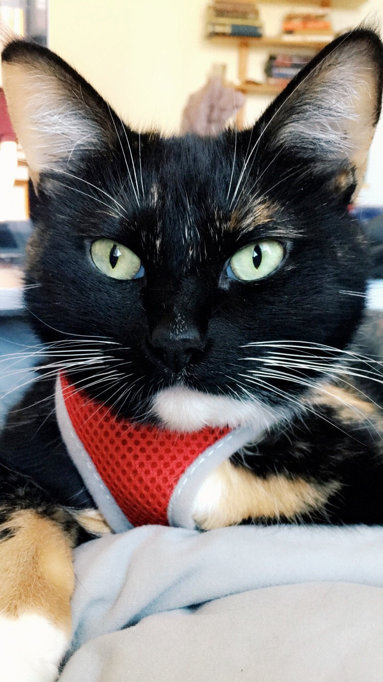 Image of Blair, Lost Cat