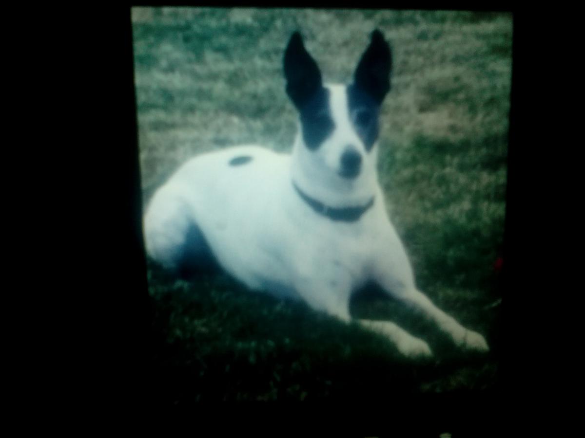 Image of Zippy, Lost Dog
