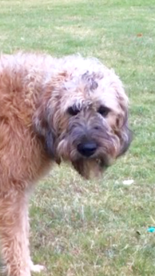Image of Baxter, Lost Dog