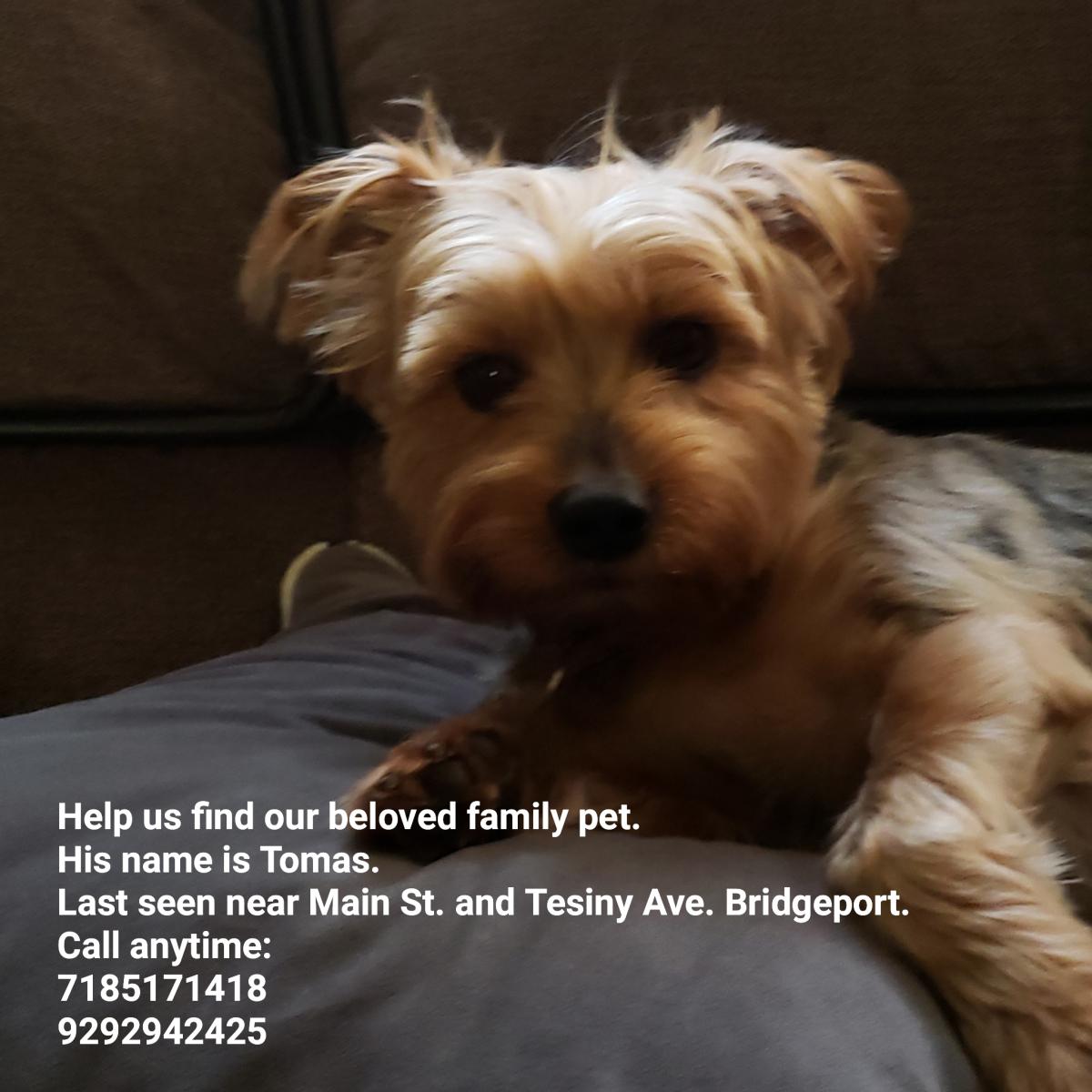 Image of Tomas, Lost Dog