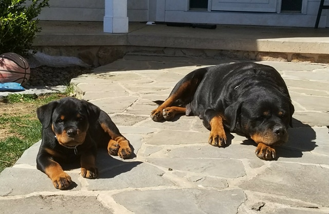 Image of 2 Rottweilers, Lost Dog
