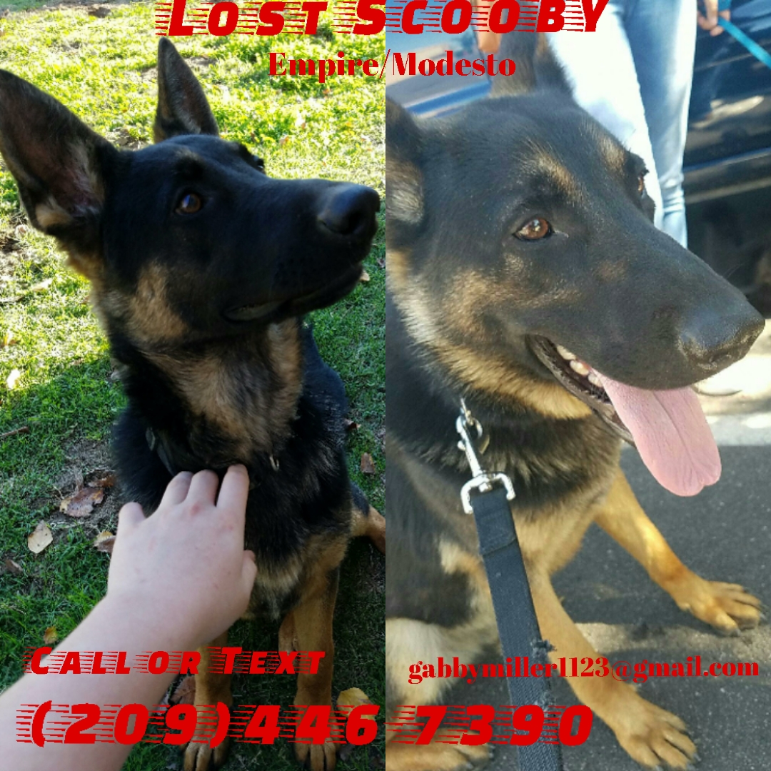 Image of Scooby, Lost Dog