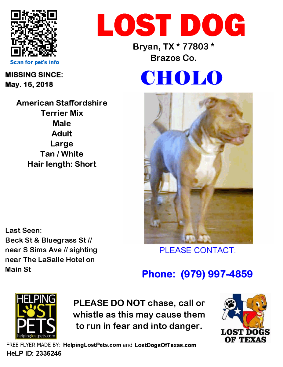 Image of Cholo, Lost Dog