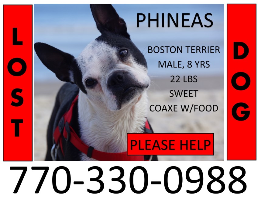 Image of Phineas, Lost Dog