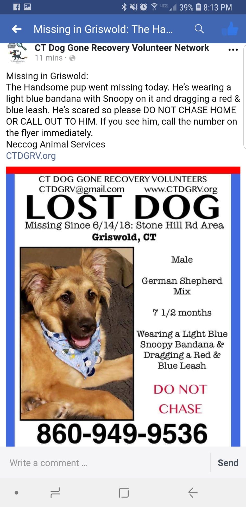 Image of Maverick, Lost Dog