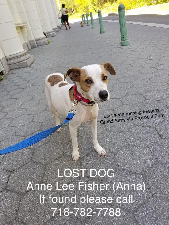 Image of Anne Lee Fisher, Lost Dog