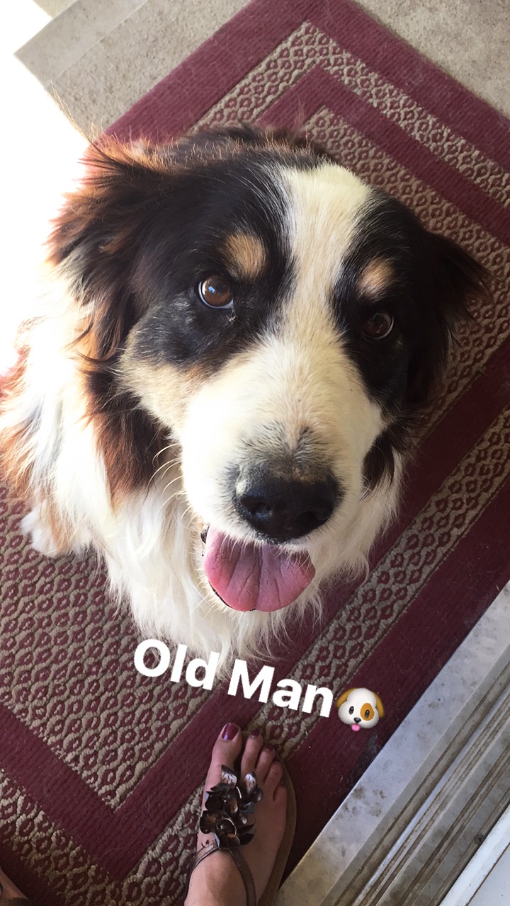 Image of Brando, Lost Dog