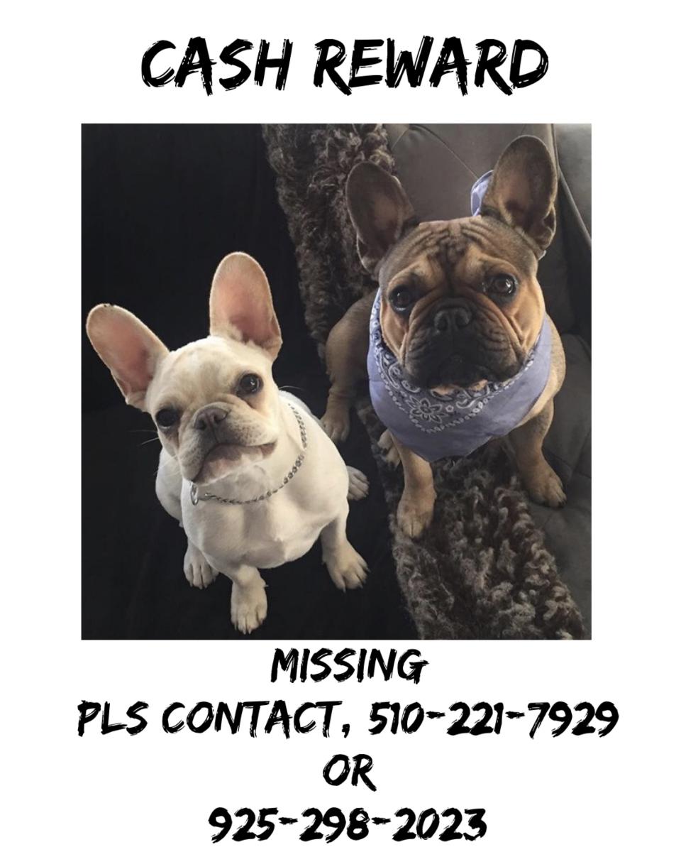 Image of Jake and june, Lost Dog