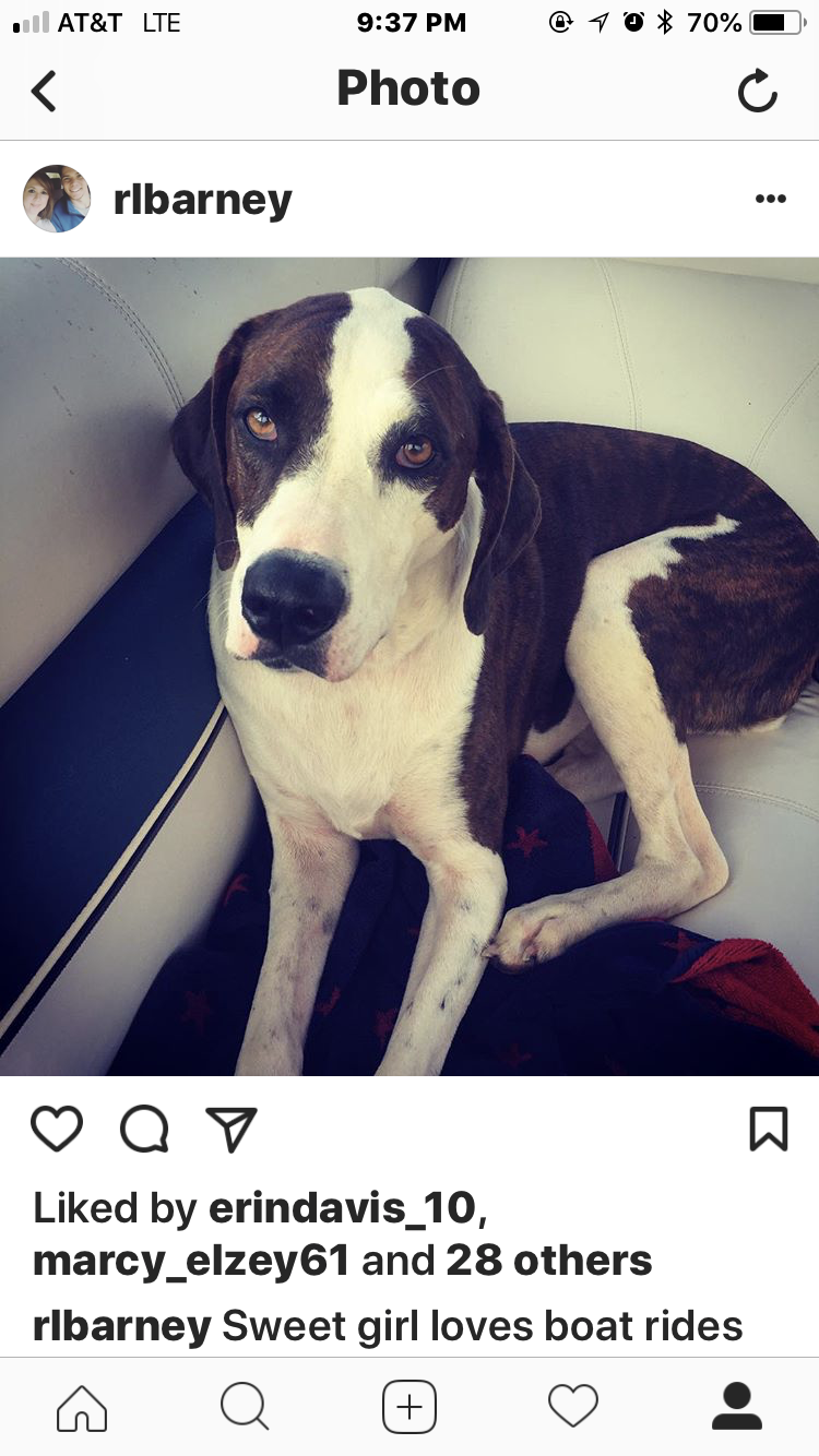 Image of Bently, Lost Dog