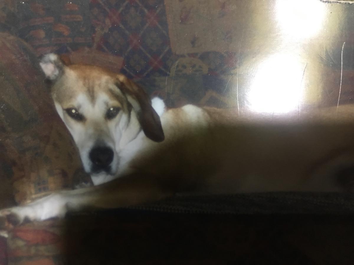 Image of Bow, Lost Dog