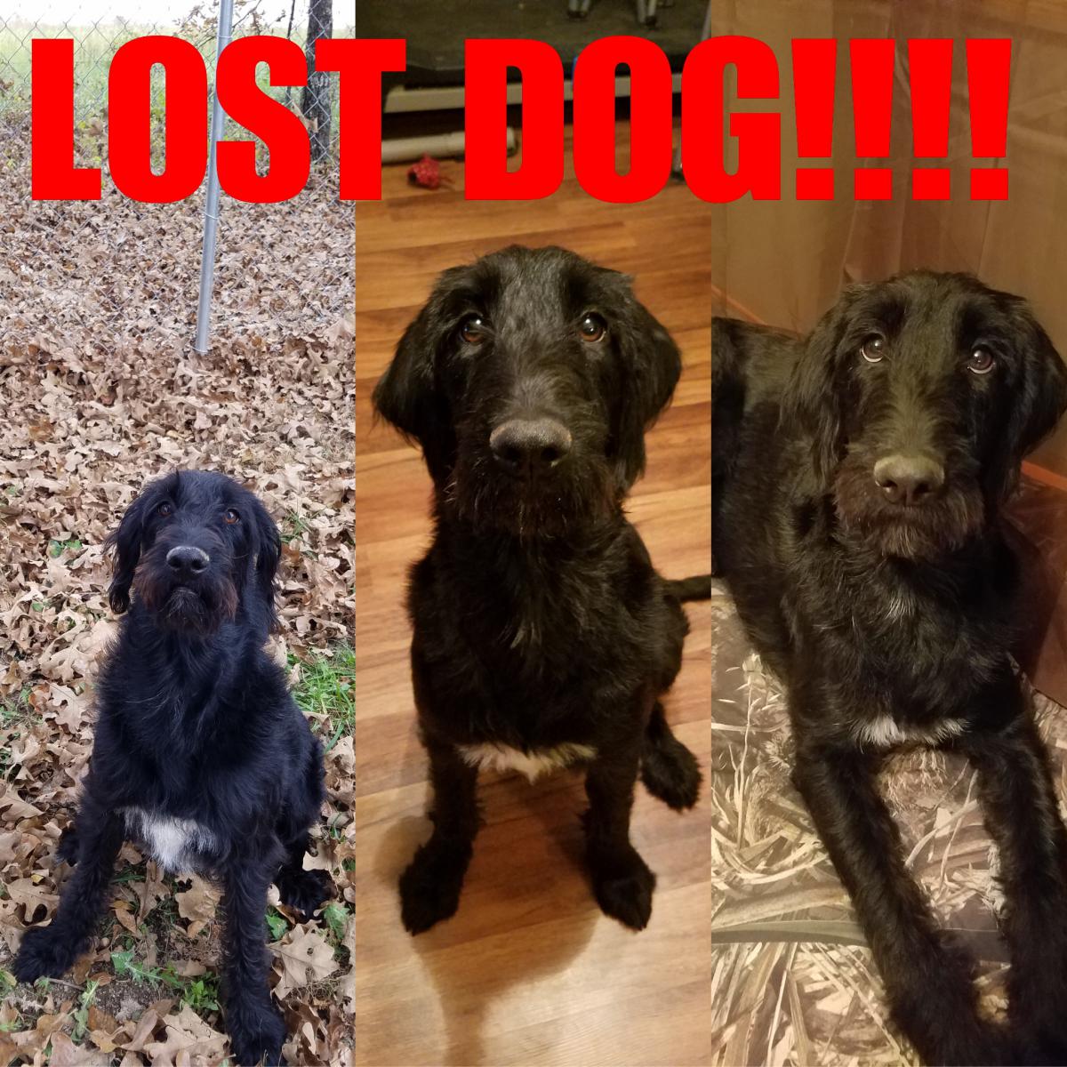 Image of Georgia Bell, Lost Dog