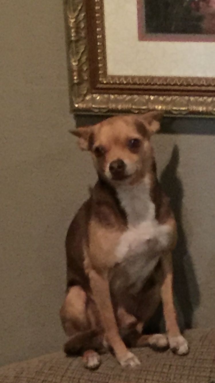 Image of Benjie, Lost Dog
