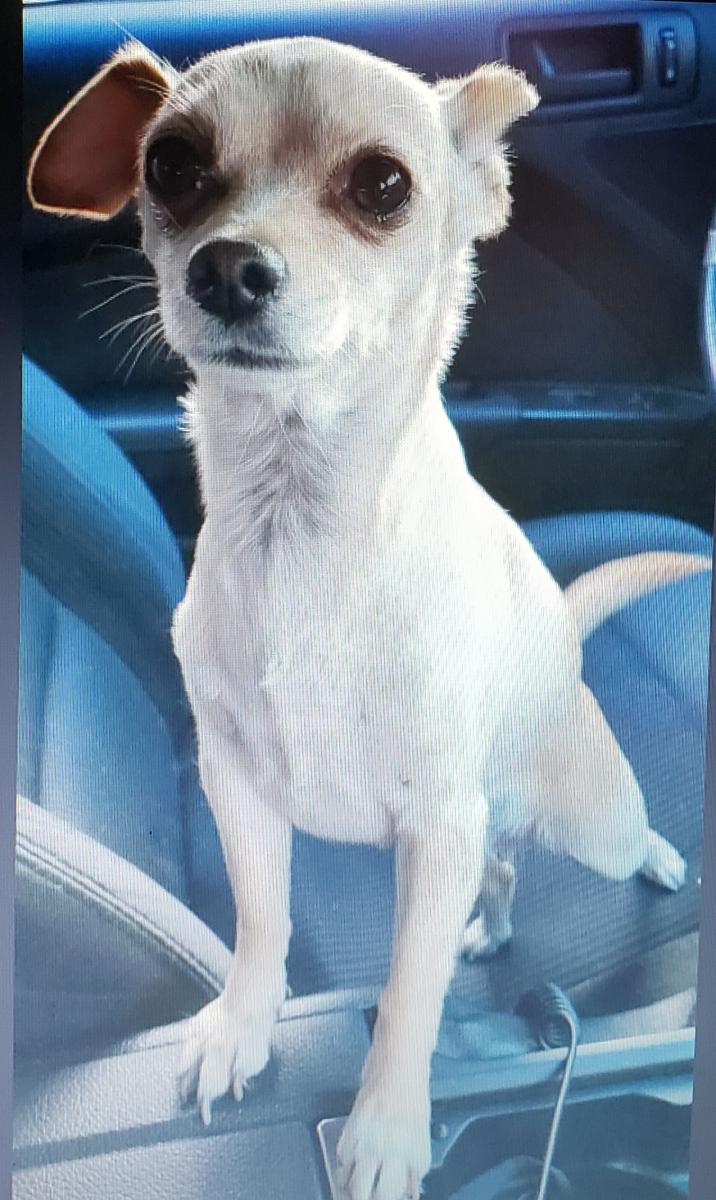 Image of Chloe marie, Lost Dog