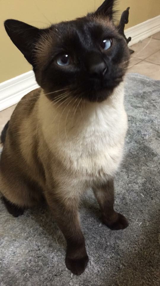Image of Sammy, Lost Cat