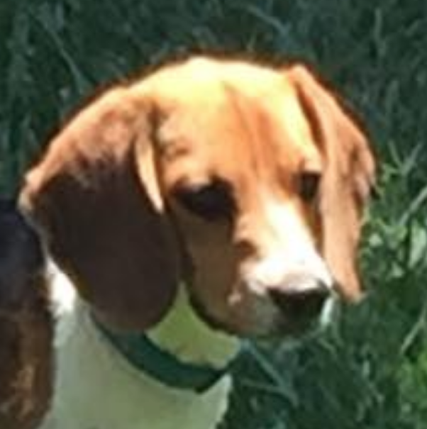 Image of Found Beagle, Found Dog